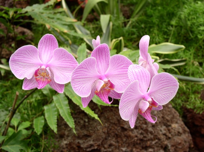 orchidee2