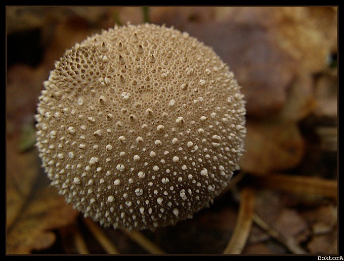 Purchaweczka