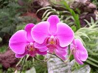 orchidee3