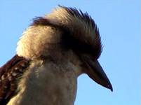 laughing kookabura