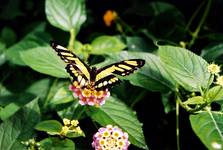 Butterfly Farm 1