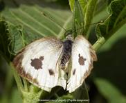 Papilio tempestae