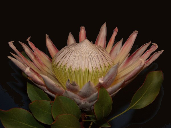 PROTEA