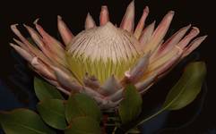 PROTEA