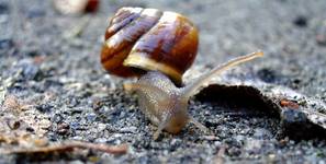 Snail Atack