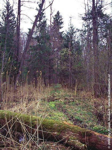 Puszcza Bialowieska IX - Forest mozaik