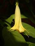 Datura