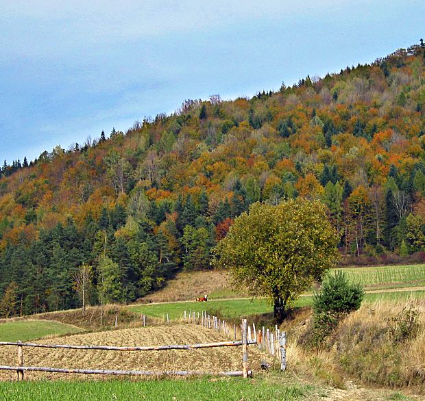 Jesienny pejzaż podgórsko-agrarny z leżącą krasulą