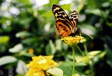 Butterfly Farm 2