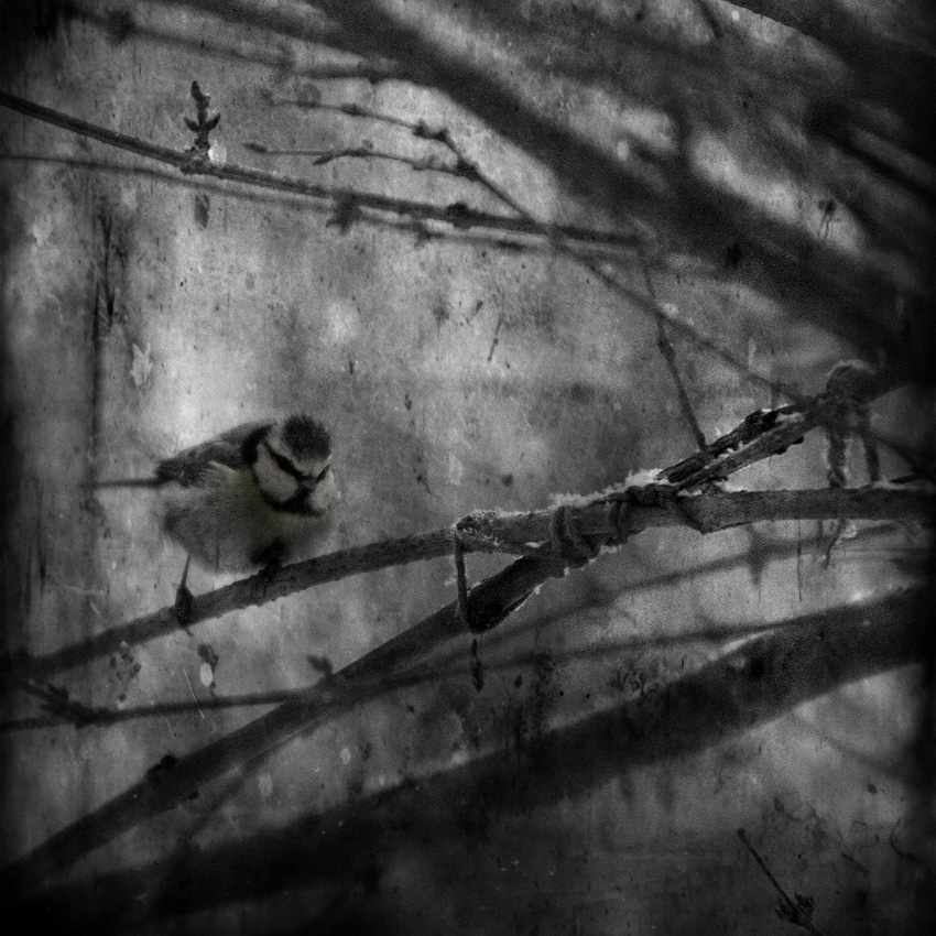 Zimoszarosci... vol 2