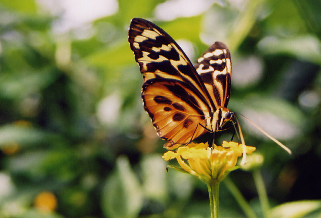 Butterfly Farm 2