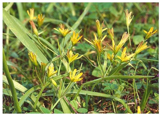  Gagea lutea