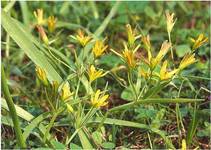  Gagea lutea