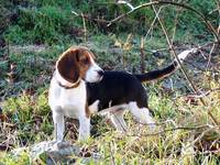 beagle