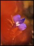 lobelia...