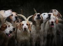 Vale of White Horse Hunt