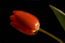 pan tulipan