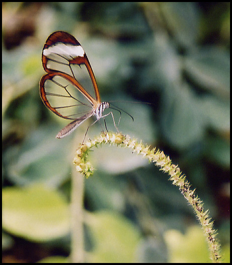 Butterfly Farm 3