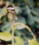 Butterfly Farm 3