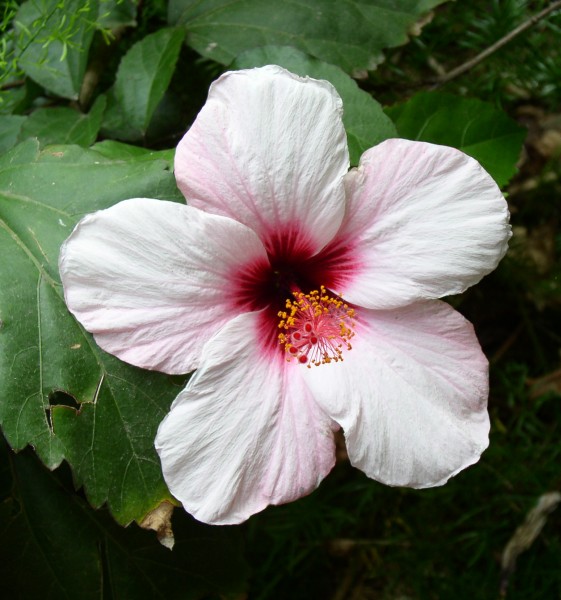 Hibiscus