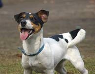 Cali - JRT