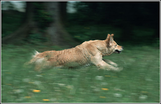 bez tytułu - mój ukochany pies - Dutch (golden retriever)