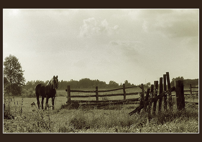 konik