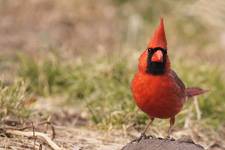 Northern Cardinal