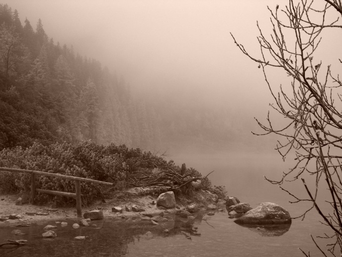 Morkie Oko