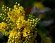 mahonia