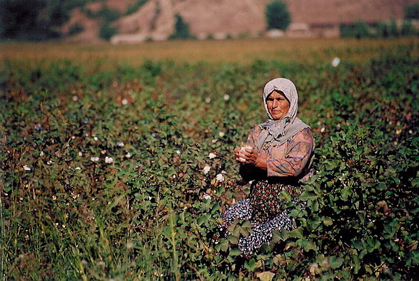 Cottonfield