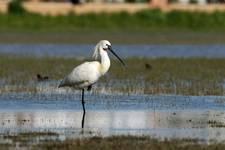 Warzęcha ,Platalea leucorodia