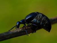 oleica krówka (meloe proscarabaeus)