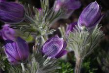 Sasanka (Pulsatilla Mill.)