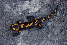 Salamandra plamista