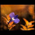 lobelia