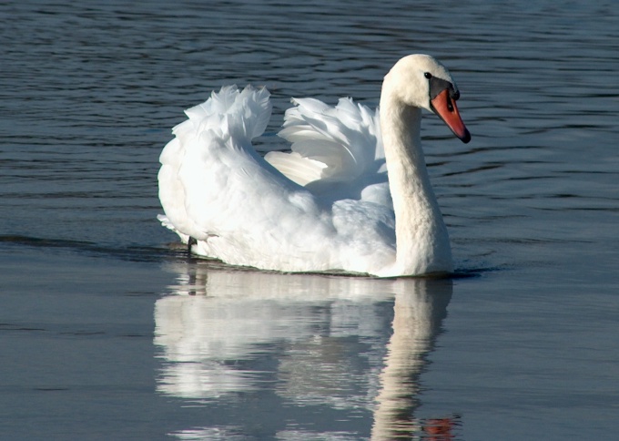 łabądź