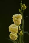 Eustoma