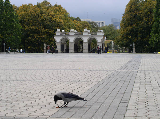 Nie rozdziobią nas ani kruki, ani wrony