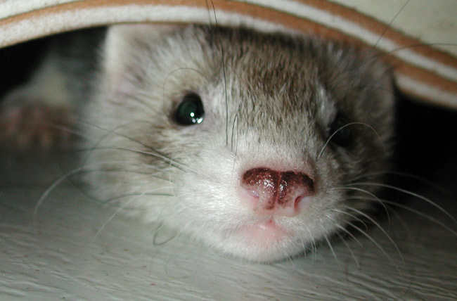 Teetoos Ferret Rybark