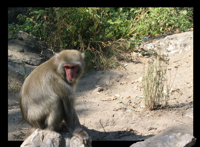 Makak Japoński (Macaca fuscata fuscata)