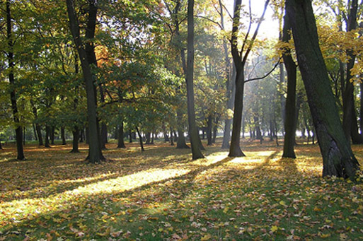 Jesień idzie przez park