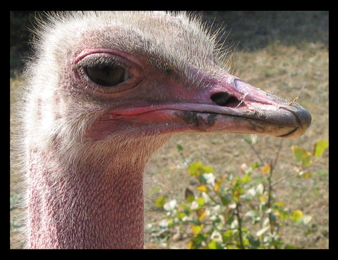 Struś Afrykański (Struthio camelus)