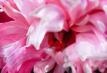 PinkyPeony