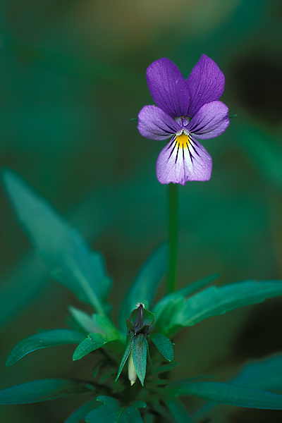 Viola tricolor