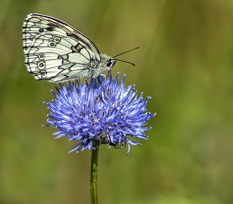 Polowiec szachownica