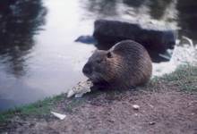 Nutria ze Strasbourga