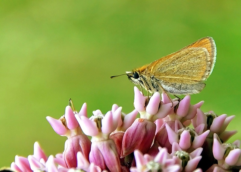 motyl