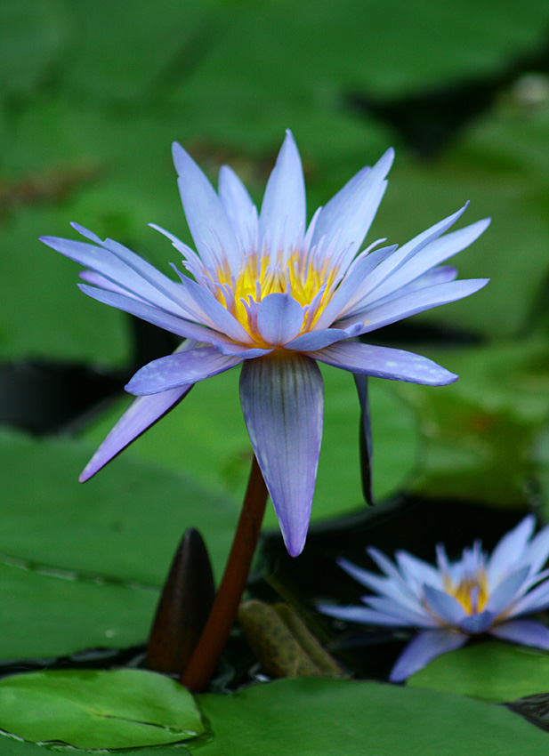 Violet Nymphaea Caerulea