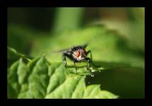 Musca domestica